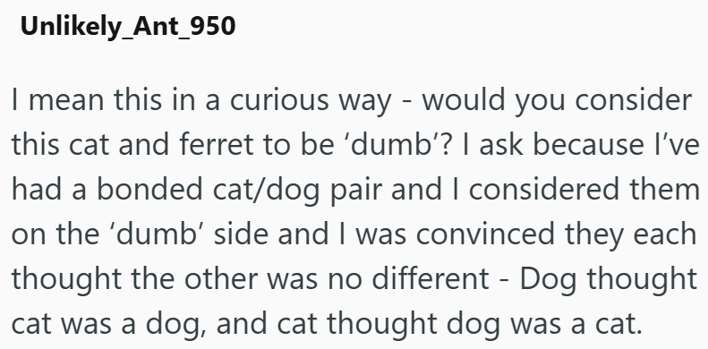 Unlikely_Ant_950 I mean this in a curious way - would you consider this cat and ferret to be 'dumb'? I ask because I've had a bonded cat/dog pair and I considered them on the 'dumb' side and I was convinced they each thought the other was no different - Dog thought cat was a dog, and cat thought dog was a cat.