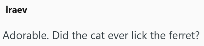 Iraev Adorable. Did the cat ever lick the ferret?