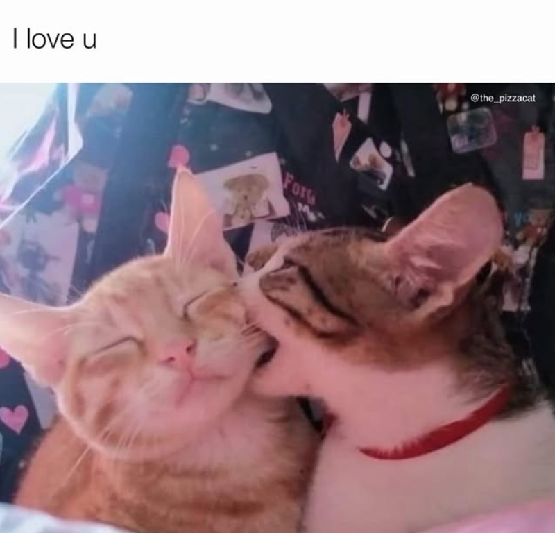 I love u Forg @the_pizzacat