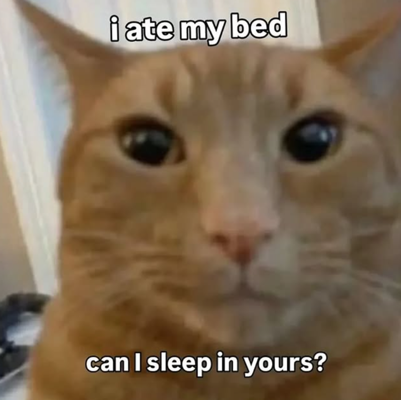 i ate my bed can I sleep in yours? ル