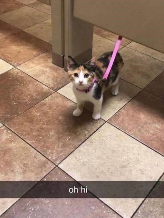oh hi