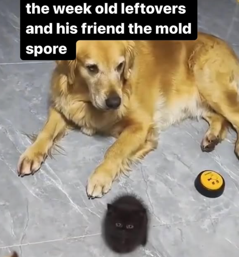 the week old leftovers and his friend the mold spore 96