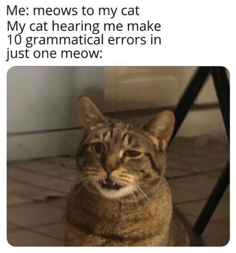 Me: meows to my cat My cat hearing me make 10 grammatical errors in just one meow: