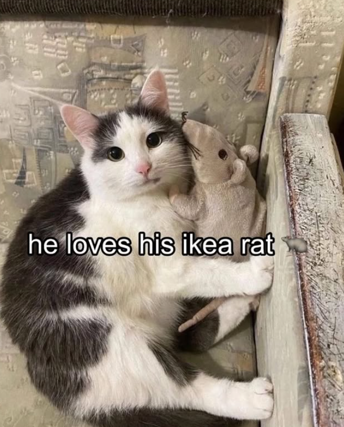 an he loves his ikea rat