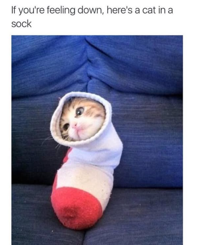 If you're feeling down, here's a cat in a sock
