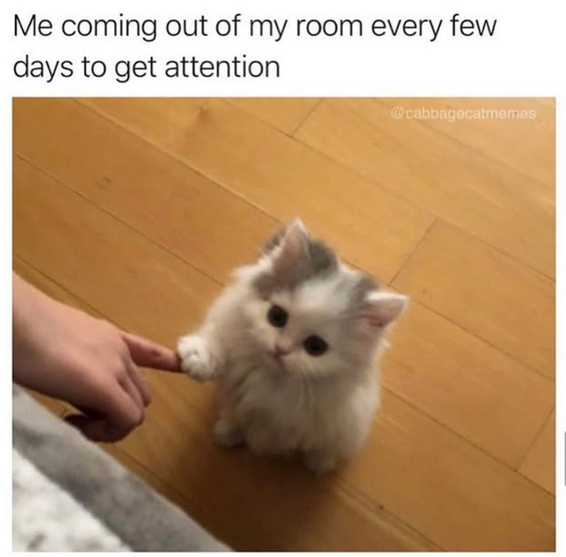 Me coming out of my room every few days to get attention @cabbagecatmemes