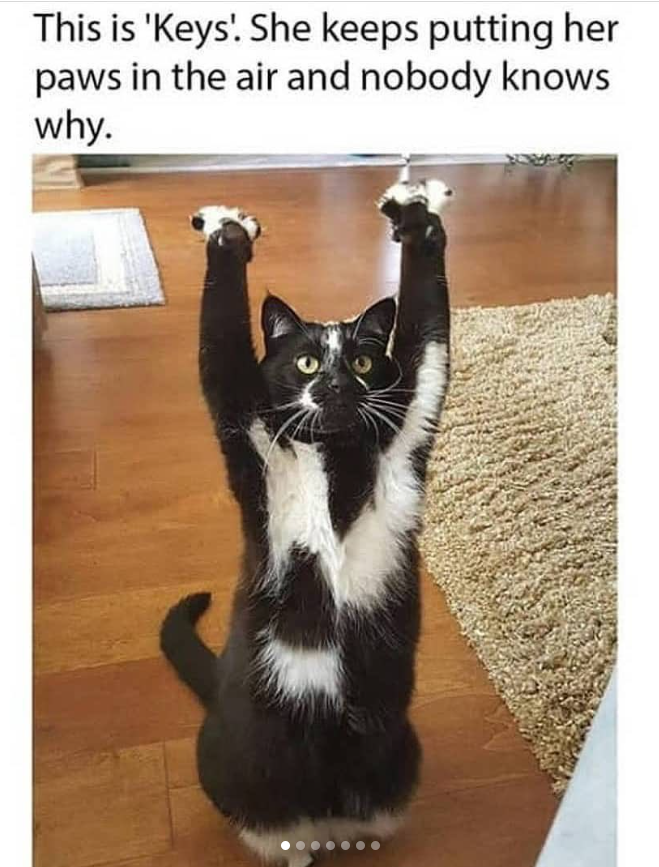 This is 'Keys'. She keeps putting her paws in the air and nobody knows why.