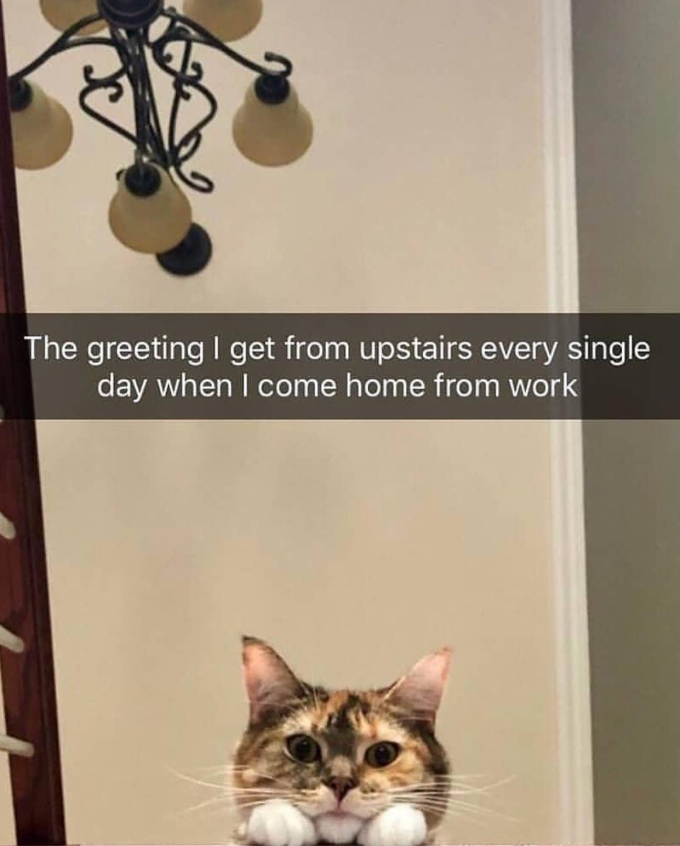 The greeting I get from upstairs every single day when I come home from work