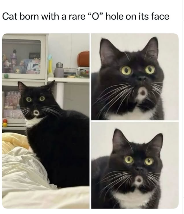 Cat born with a rare "O" hole on its face