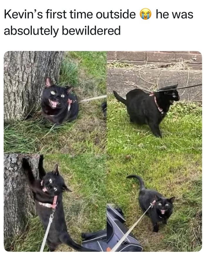 Kevin's first time outside absolutely bewildered he was