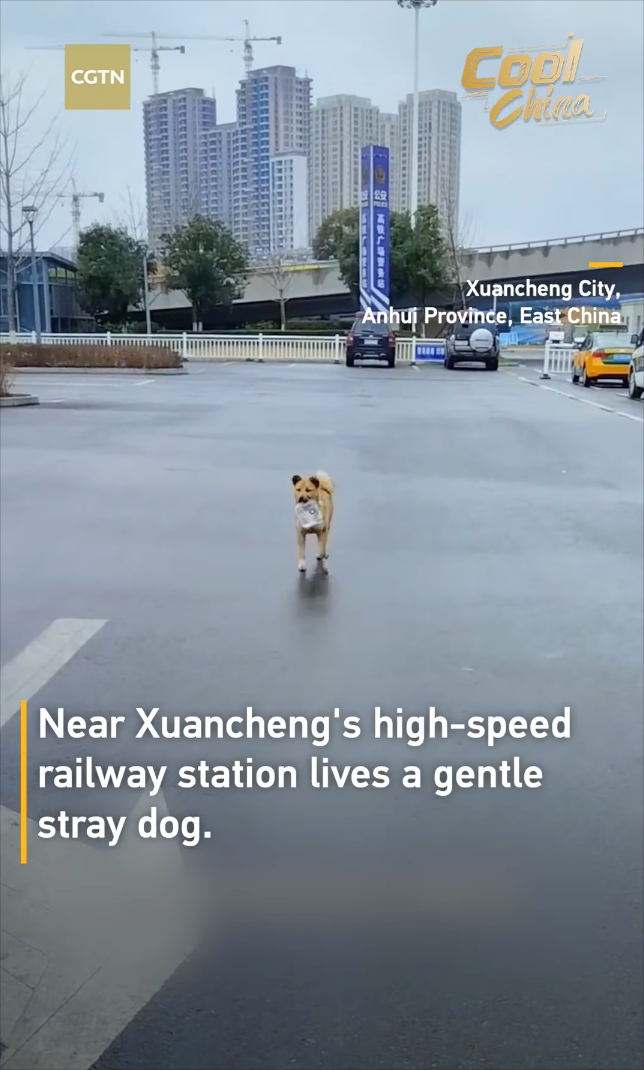 CGTN Cool China Xuancheng City, Anhui Province, East China Near Xuancheng's high-speed railway station lives a gentle stray dog.