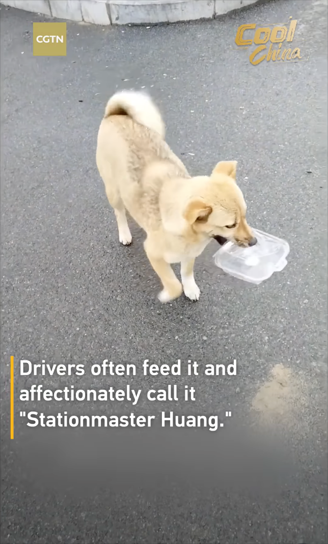 CGTN Cool China Drivers often feed it and affectionately call it "Stationmaster Huang."