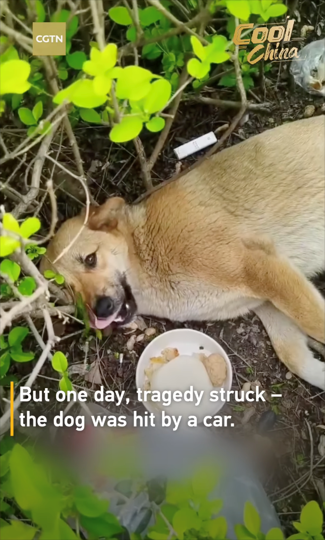CGTN Zool China But one day, tragedy struck - the dog was hit by a car.