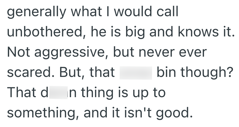 generally what I would call unbothered, he is big and knows it. Not aggressive, but never ever scared. But, that bin though? That d In thing is up to something, and it isn't good.