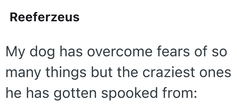 Reeferzeus My dog has overcome fears of so many things but the craziest ones he has gotten spooked from: