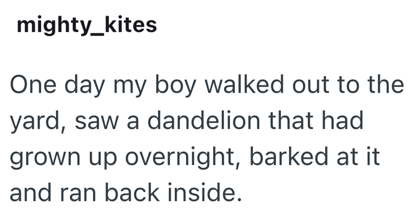 mighty_kites One day my boy walked out to the yard, saw a dandelion that had grown up overnight, barked at it and ran back inside.