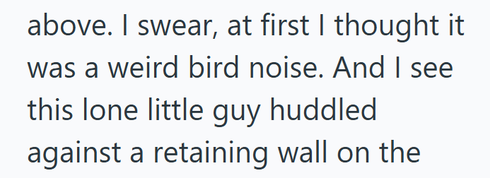 above. I swear, at first I thought it was a weird bird noise. And I see this lone little guy huddled against a retaining wall on the