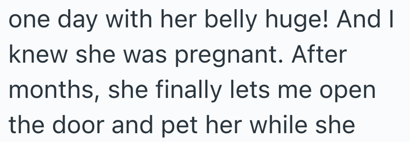 one day with her belly huge! And I knew she was pregnant. After months, she finally lets me open the door and pet her while she
