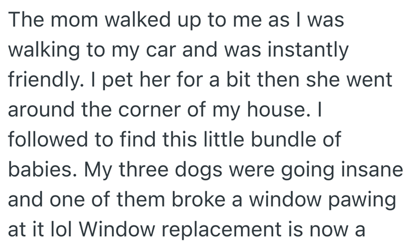 The mom walked up to me as I was walking to my car and was instantly friendly. I pet her for a bit then she went around the corner of my house. I followed to find this little bundle of babies. My three dogs were going insane and one of them broke a window pawing at it lol Window replacement is now a