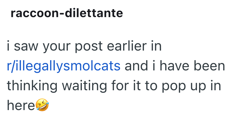 raccoon-dilettante i saw your post earlier in r/illegallysmolcats and i have been thinking waiting for it to pop up in here>