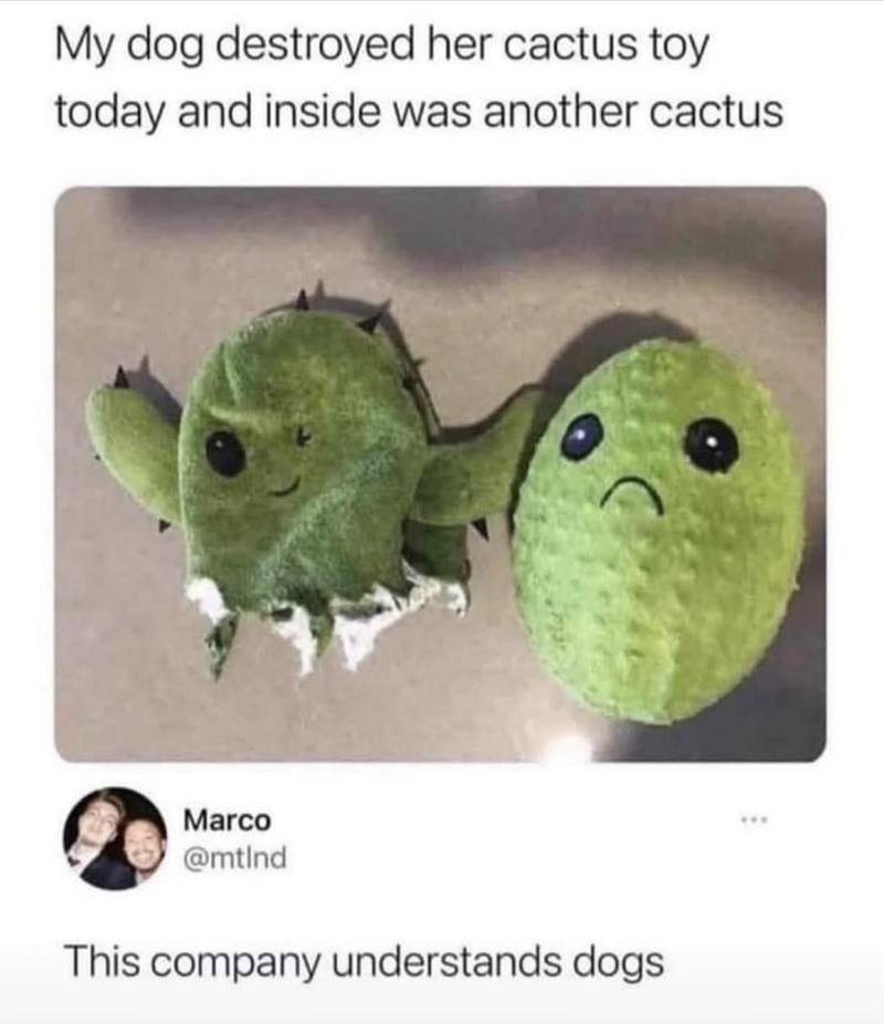 My dog destroyed her cactus toy today and inside was another cactus Marco @mtind This company understands dogs