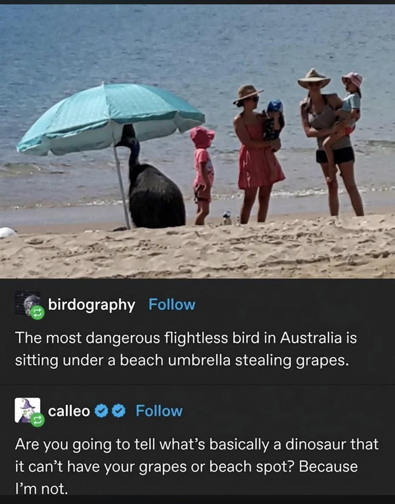 birdography Follow The most dangerous flightless bird in Australia is sitting under a beach umbrella stealing grapes. calleo Follow Are you going to tell what's basically a dinosaur that it can't have your grapes or beach spot? Because I'm not.
