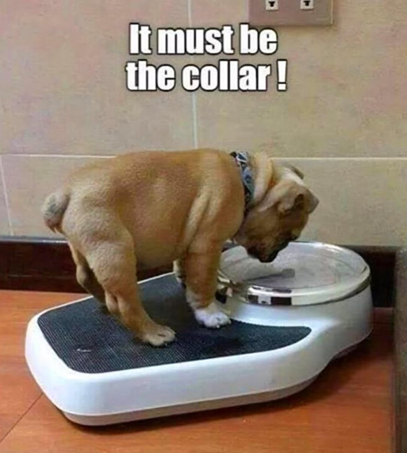 It must be the collar!