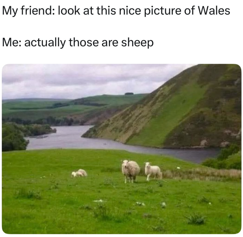 My friend: look at this nice picture of Wales Me: actually those are sheep