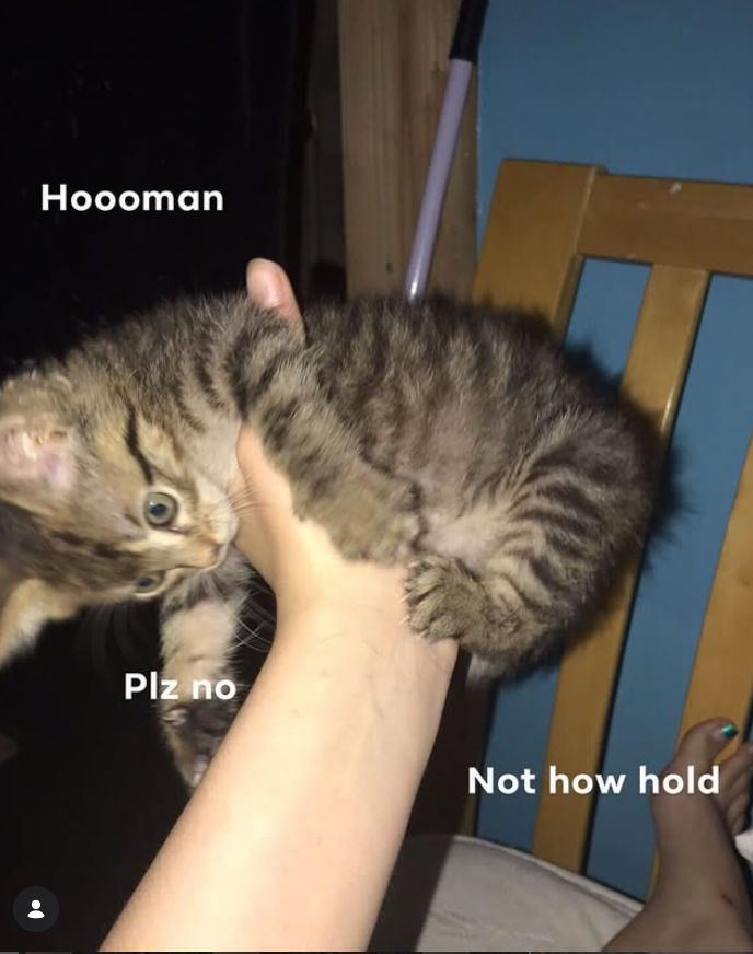 Hoooman Plz no Not how hold •