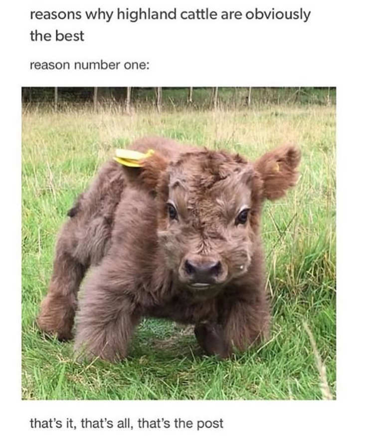 reasons why highland cattle are obviously the best reason number one: that's it, that's all, that's the post