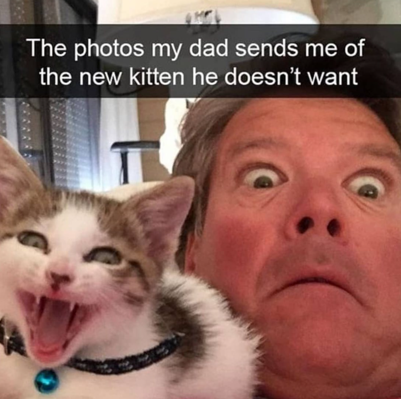 The photos my dad sends me of the new kitten he doesn't want