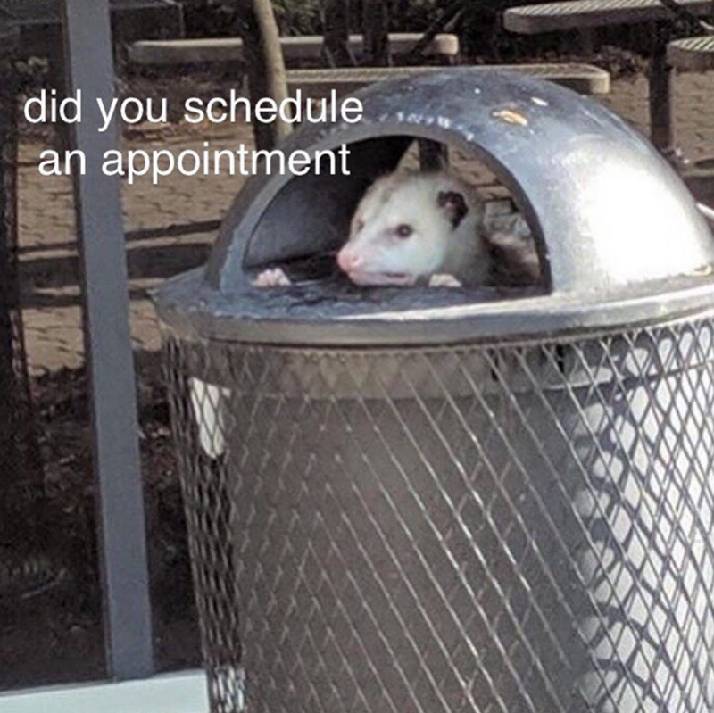 did you schedule an appointment