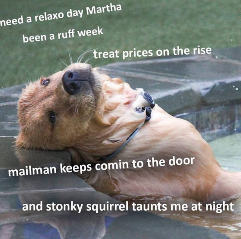need a relaxo day Martha been a ruff week treat prices on the rise mailman keeps comin to the door and stonky squirrel taunts me at night