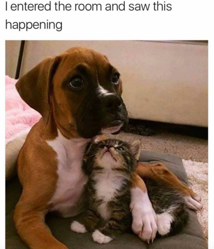 I entered the room and saw this happening