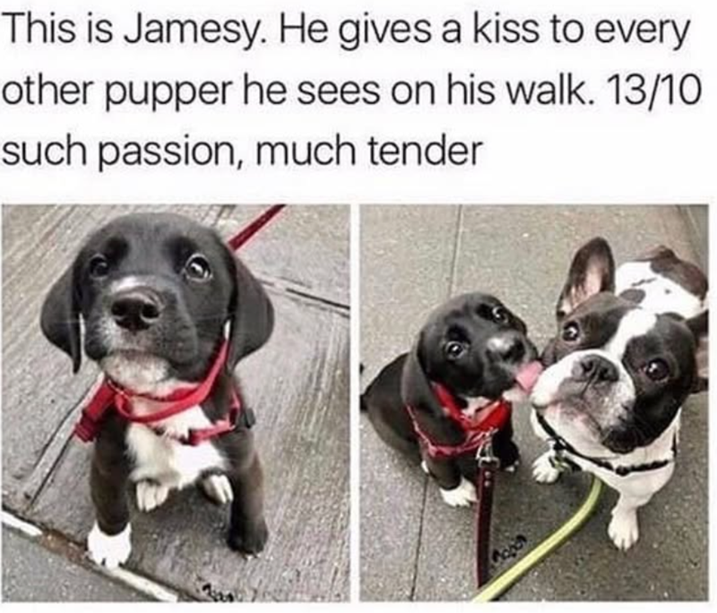 This is Jamesy. He gives a kiss to every other pupper he sees on his walk. 13/10 such passion, much tender