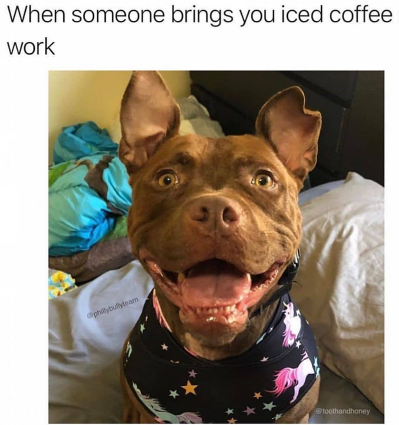 When someone brings you iced coffee work @phillybullyteam @toothandhoney