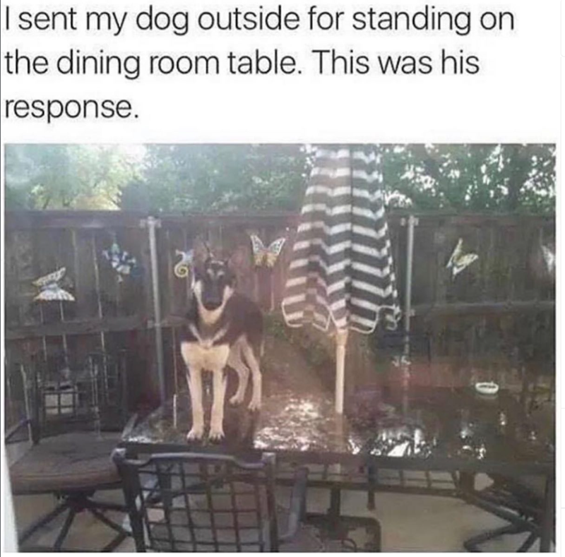 I sent my dog outside for standing on the dining room table. This was his response.