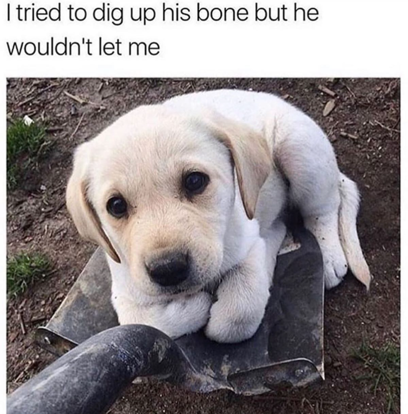 I tried to dig up his bone but he wouldn't let me
