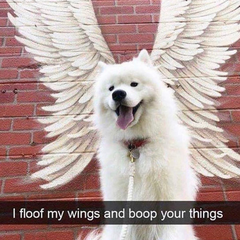 I floof my wings and boop your things