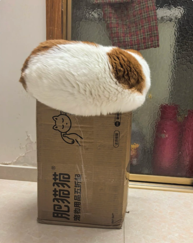肥猫猫 宠物用品五折起 正品保障 新 FAT CATE
