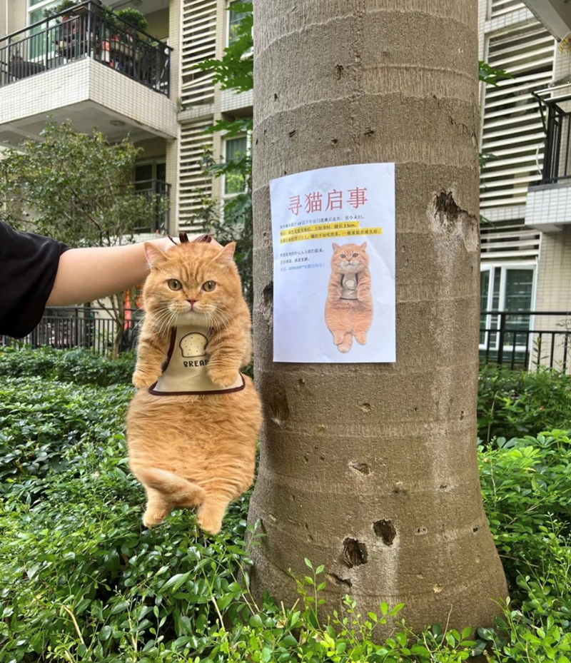 BREAP 寻猫启事 家中情长于謎下午出门提摊后走失,至今未到。 GASRORE