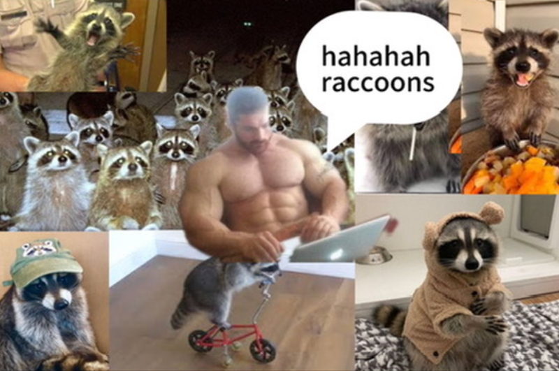 hahahah raccoons