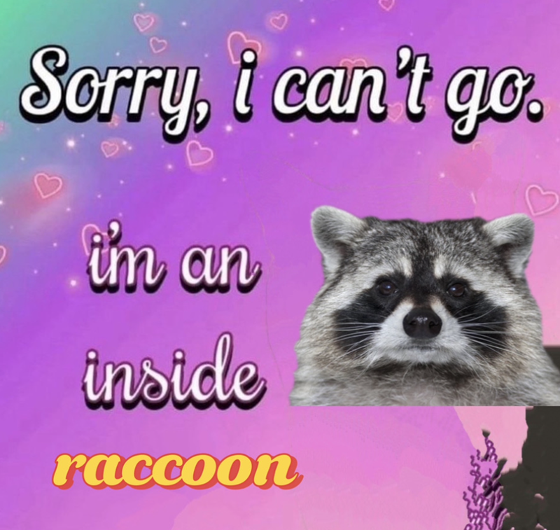 PP. Sorry, i can't go. i'm an inside raccoon