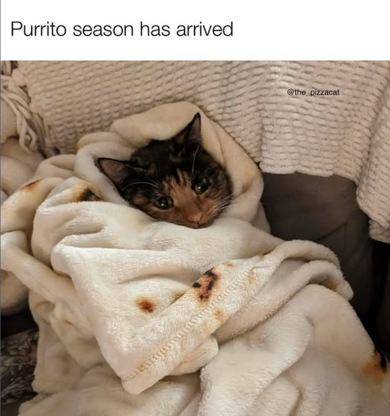 Purrito season has arrived @the_pizzacat