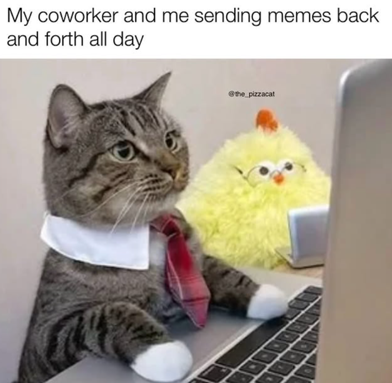My coworker and me sending memes back and forth all day @the_pizzacat