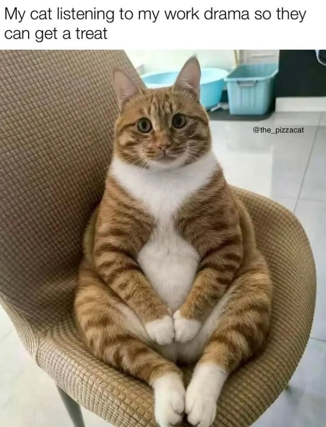 My cat listening to my work drama so they can get a treat @the_pizzacat