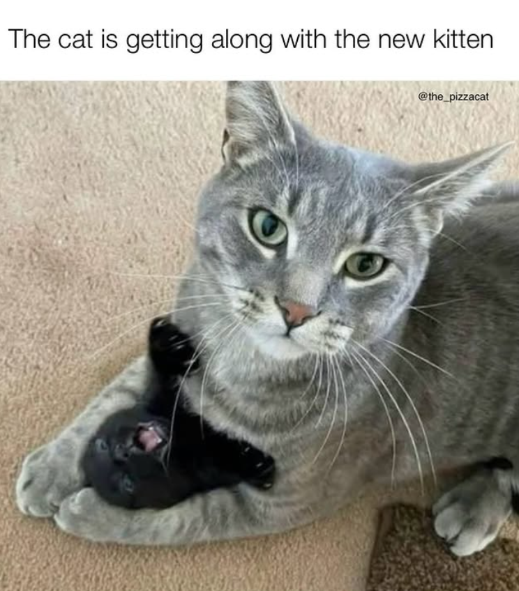 The cat is getting along with the new kitten @the_pizzacat