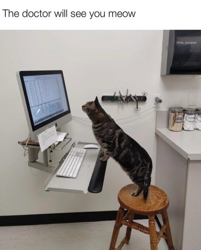 The doctor will see you meow the pizzacat