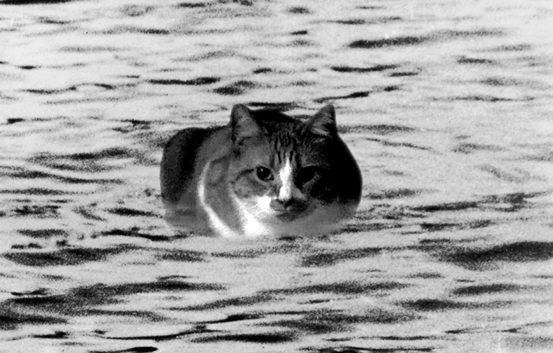 Cheezburger Image 10628839936