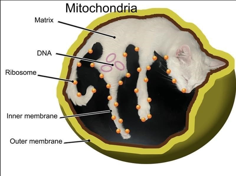 Ribosome Matrix DNA Inner membrane Outer membrane. Mitochondria